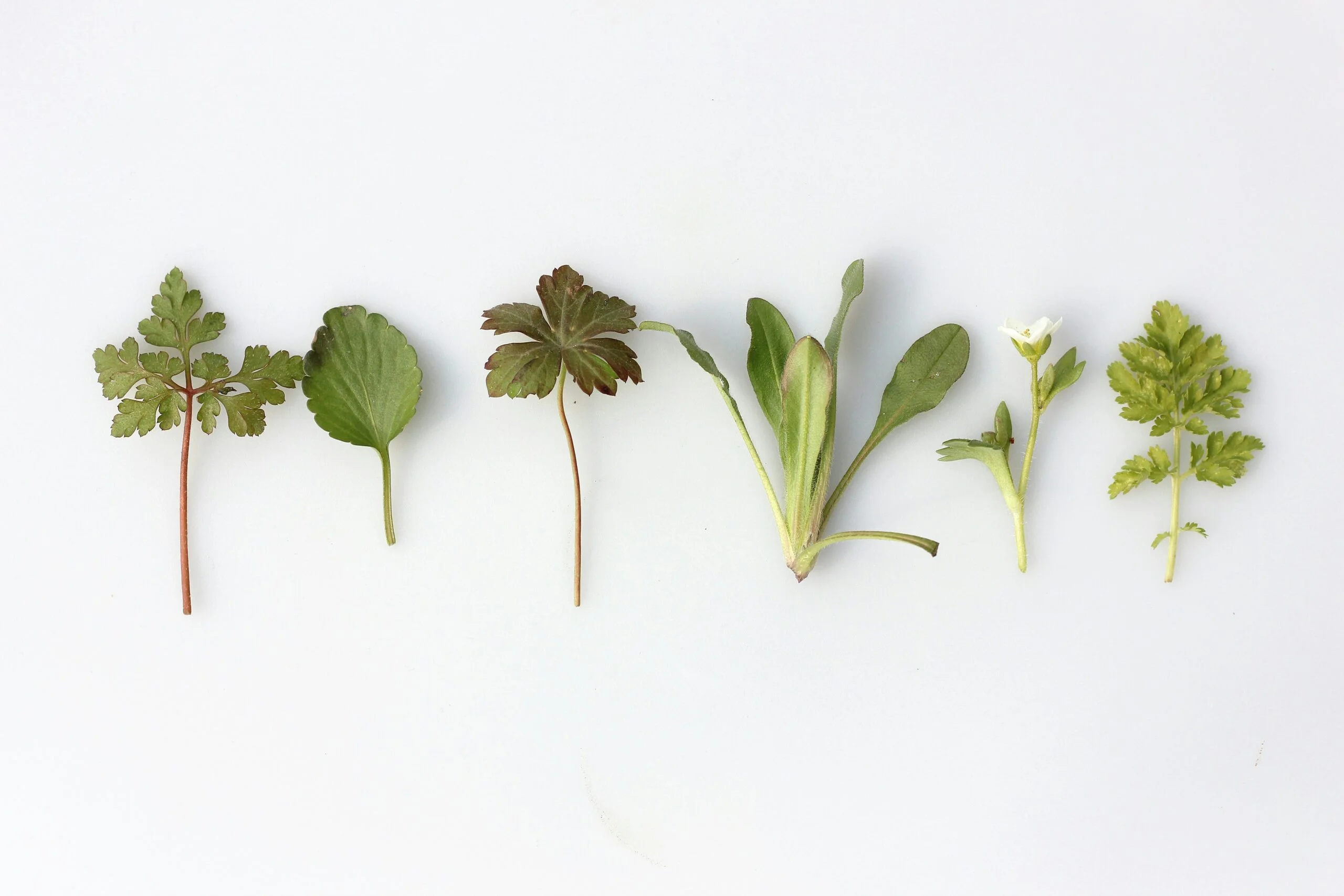 Botanical hair care guide\